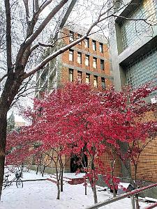 2023 12 PEKIN- UNIVERSITE LANGUES ETRANGERES SOUS LA NEIGE (17)